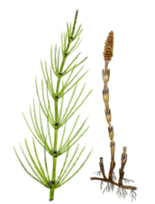 09015l4b-f817-218x286.png
