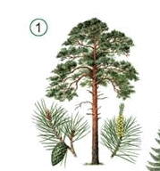 09015l7v-bb31-213x228.png