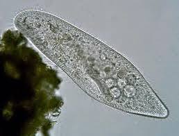 Paramecium — Вікіпедія