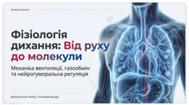 Дихальні рухи. Газообмін у легенях і тканинах. Нейрогуморальна регуляція процесів дихання. 8 клас НУШ.