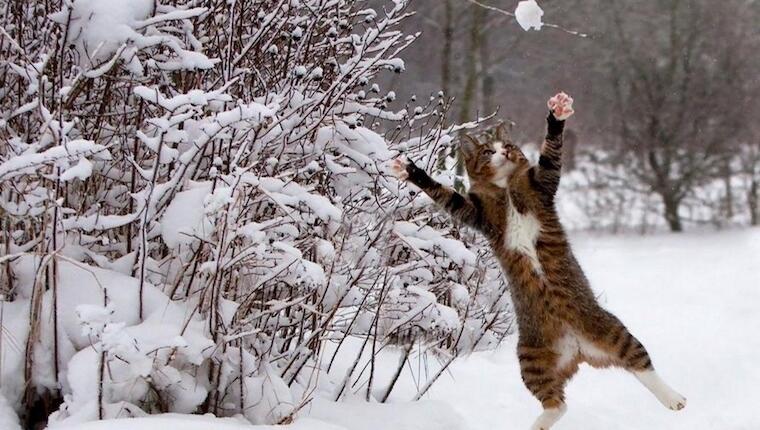 Fur Laughs: Watch Funny Cats Versus Snow In Winter [VIDEOS]