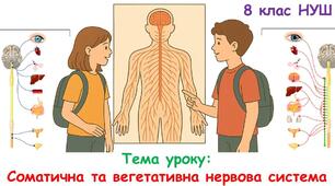 Конспект уроку "Соматична та вегетативна нервова система." 8 кл НУШ