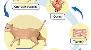 Ознаки та життєдіяльність тварин