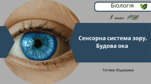 Сенсорна система зору. Будова ока. 8 клас. НУШ