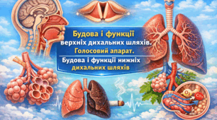 Навчальний матеріал "Будова і функції верхніх дихальних шляхів. Голосовий апарат. Будова і функції нижніх дихальних шляхів