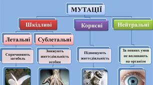 Мутації: види мутацій, причини та наслідки мутацій. 
