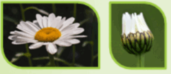 09016btf-f32e-249x109.png