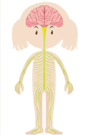 09016czr-6deb-88x135.png