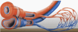 09016f3p-63a4-275x112.png