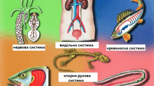 Системи органів тварин