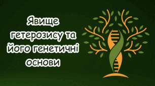 Явище гетерозису та його генетичні основи.