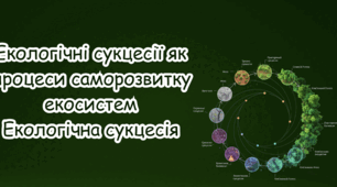 Екологічні сукцесії як процеси саморозвитку екосистем  Екологічна сукцесія