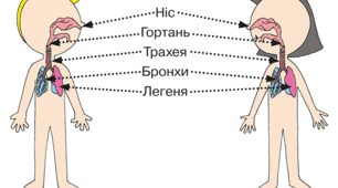 Людина. Огранізм людини.Органи дихання.