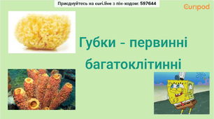 Губки