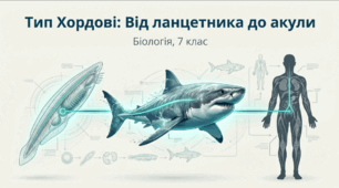 Хордові – тварини із внутрішнім скелетом. Головохордові – примітивні хордові тварини. Риби.