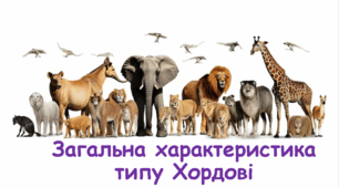 Хордові. Загальна характеристика типу Хордові