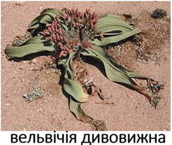 09017068-e43e-597x502.png