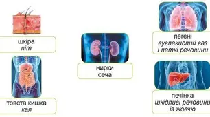 Підсумкова робота з теми "Виділення. Будова і функції сечовидільної системи і шкіри людини" ( 8 клас НУШ)