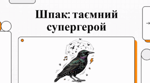 Шпак: майстер імітації та дивовижний помічник людини