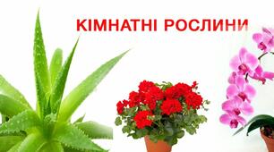 Заняття з ознайомлення з довкіллям в середній групі на тему «Кімнатні рослини»