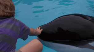 VIDEO TIME: Free Willy (1993) - Willy's Soulmate Scene. Worksheet.