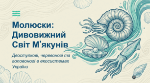 Молюски: двостулкові, черевоногі та головоногі, їхня роль у природі та житті людини. Рідкісні та зникаючі види України/свого краю.