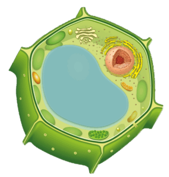 09017hvf-1976-385x402.png