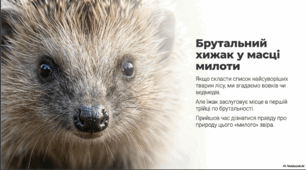 Їжак