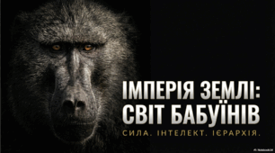 Бабуїни