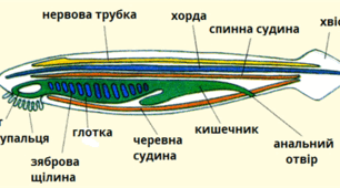 50. Хордові тварини. Головохордові
