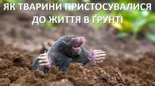 Презентація до уроку: "ЯК ТВАРИНИ ПРИСТОСУВАЛИСЯ ДО ЖИТТЯ В ҐРУНТІ"