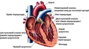 Майстер-клас "3-D" візуалізація на уроках біології