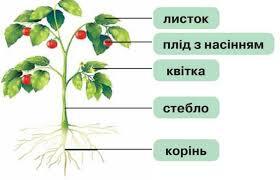 Будова рослин, яку будову мають рослини