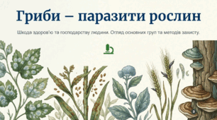 Гриби – паразити рослин (фітофторові, борошнисторосяні, сажки, ріжки, трутовики). Шкода, якої завдають гриби здоров’ю та господарству людині.