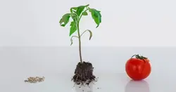 090189z9-c24c-250x131.webp