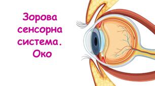 Зорова сенсорна система. Око. Гігієна зору.