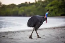 09018hz5-56a9-219x146.webp