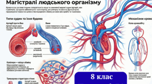 Кровоносні судини