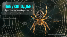7 клас НУШ. Павукоподібні