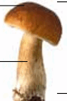 09018t0e-c2c3-210x314.png