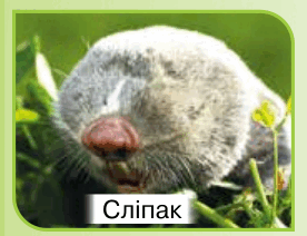 09018t0y-2071-276x212.png