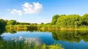 Різноманітність рослинностіУкраїни