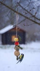 Ласощі для птахів у зимку своїми руками! Птахам узимку непросто 🐦❄️. Але нам — дуже просто їм допомогти 🥰, Морози, сніг і лід перекривають природний доступ до їжі, тому зимове підгодовування для ...