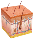 0901923p-1360-111x132.png