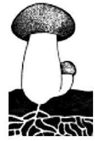 090197dx-06f3-196x291.png
