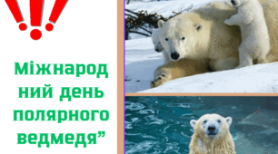 Міжнародний день полярного ведмедя