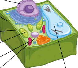 09019bn8-7016-255x223.png