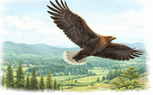 09019cqx-f6c5-300x187.png