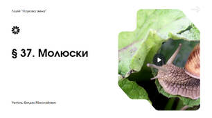 Презентація "Молюски"  7 клас НУШ