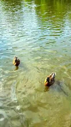 https://cdn.create.vista.com/api/media/small/835421458/stock-video-wild-ducks-swim-transparent-lake-ducks-swim-pond-summer-ducks?token=&videoStaticPreview=true